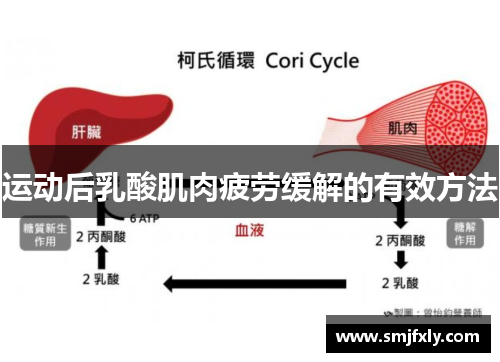 运动后乳酸肌肉疲劳缓解的有效方法